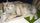Fotoalben fr web/Suchergebnisse fr katzen/dusty-Kopie-2.JPG
