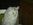 Fotoalben fr web/Suchergebnisse fr katzen/DSC02076.JPG