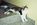 Fotoalben fr web/Suchergebnisse fr katzen/013_13A.JPG