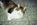Fotoalben fr web/Suchergebnisse fr katzen/019_19A.JPG