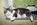 Fotoalben fr web/Suchergebnisse fr katzen/Bild026_Neg.Nr.27A.jpg
