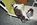 Fotoalben fr web/Suchergebnisse fr katzen/037_34A.JPG