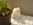 Fotoalben fr web/Suchergebnisse fr katzen/DSC01133.jpg